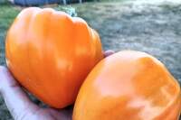 3_rany_do_esusu_RECEPTY (8)