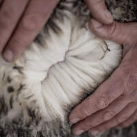 Icebreaker – Příběh Merino vlny