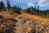 Pacific_Crest_Trail (21)