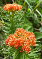 Kyrgyzstan_Jezero_Ala-Kul32