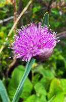 Kyrgyzstan_Jezero_Ala-Kul2