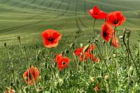 11-tipu-pro-foceni-v-prirode (15)