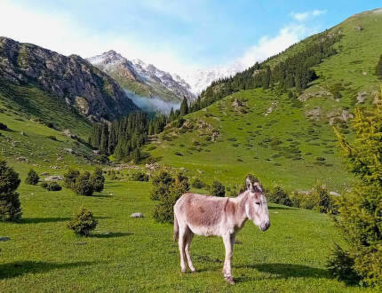 Dvě holky divokým Kyrgyzstánem