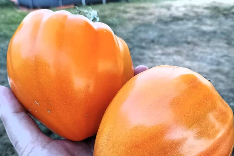 3_rany_do_esusu_RECEPTY (8)