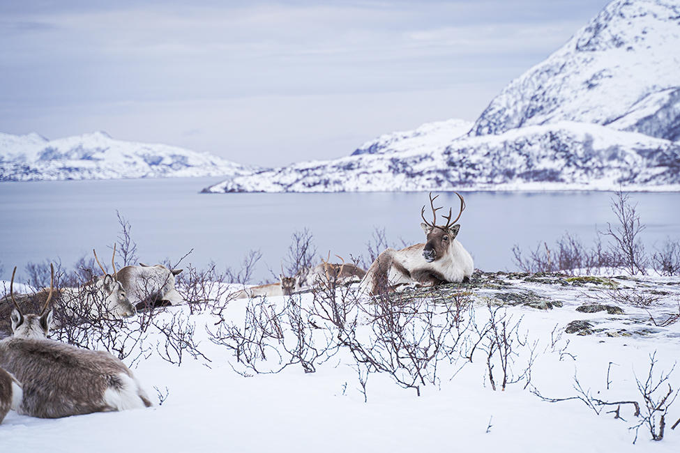 Tromso_06