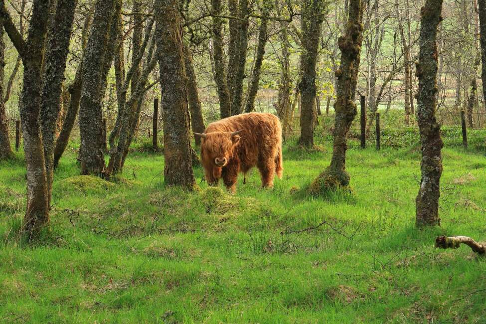 West-Highland-Way_12