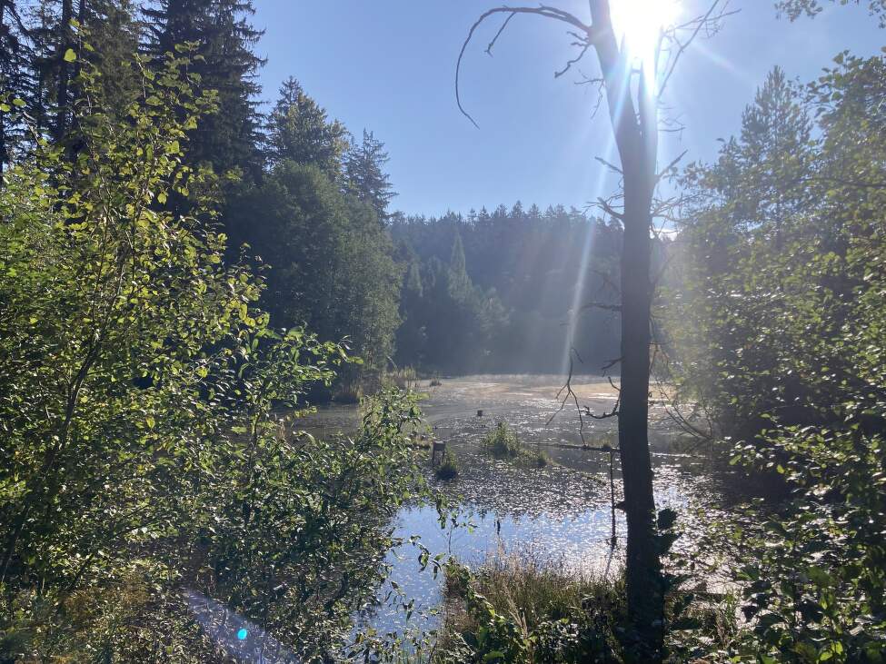 Jak_odstranit_smulu (5)