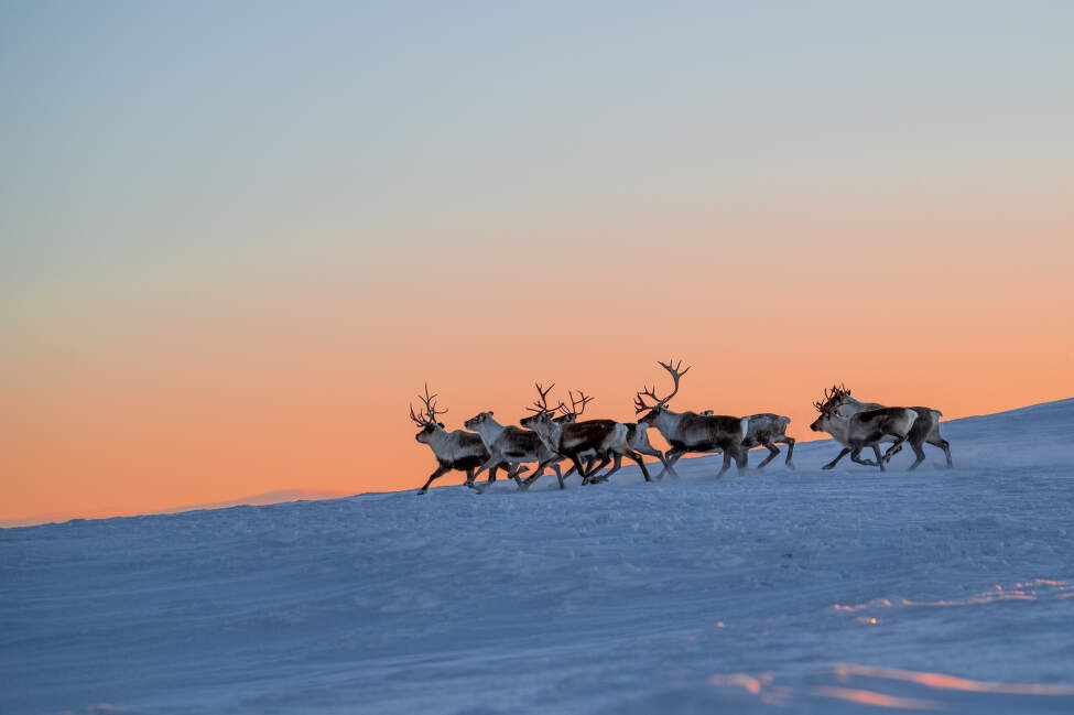 Svedsko – Sobi hledají potravu na Jämtlandském trojúhelníku