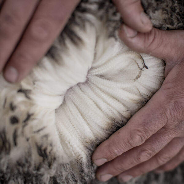 Icebreaker – Příběh Merino vlny